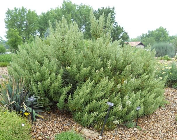 Chamaebatiaria' Fernbush