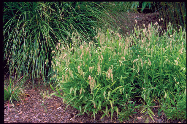 Chasmanthium' Wild Oats Grass, Wood Oats