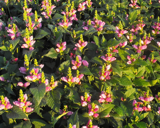 Chelone' Turtlehead Flower