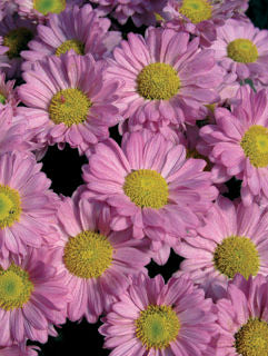 Chrysanthemum' Mammoth™ Dark Pink Daisy Garden Mum