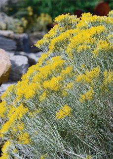 Chrysothamnus' Rubber Rabbitbrush