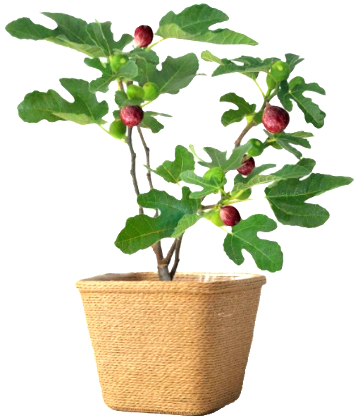 Ficus' Little Ruby Dwarf Patio Fig Tree