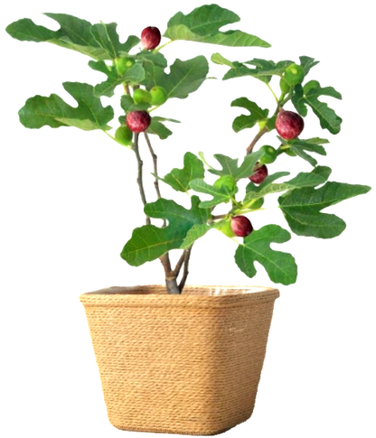 Ficus' Little Ruby Dwarf Patio Fig Tree