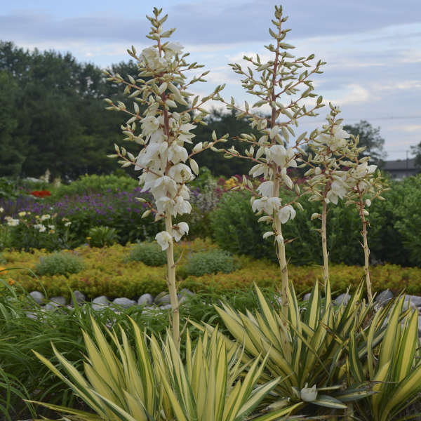 Yucca' Color Guard Yucca