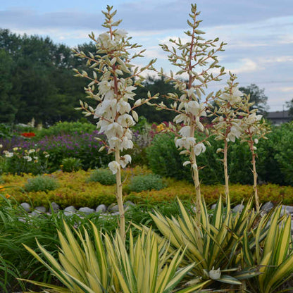 Yucca' Color Guard Yucca