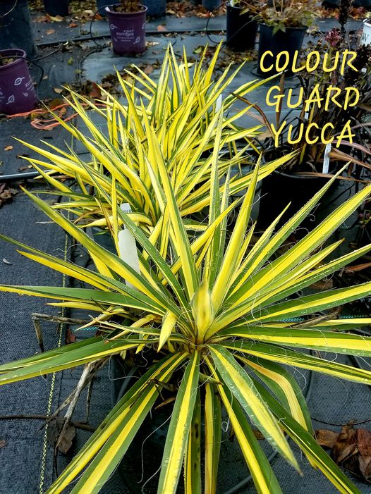 Yucca' Color Guard Yucca