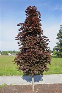 Acer' Columnar Crimson Sentry Maple Tree