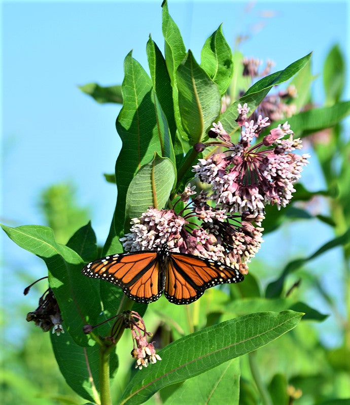 Asclepias' Common Milkweed