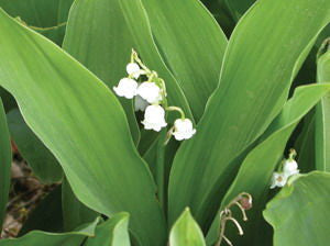 Convallaria' Lily of the Valley