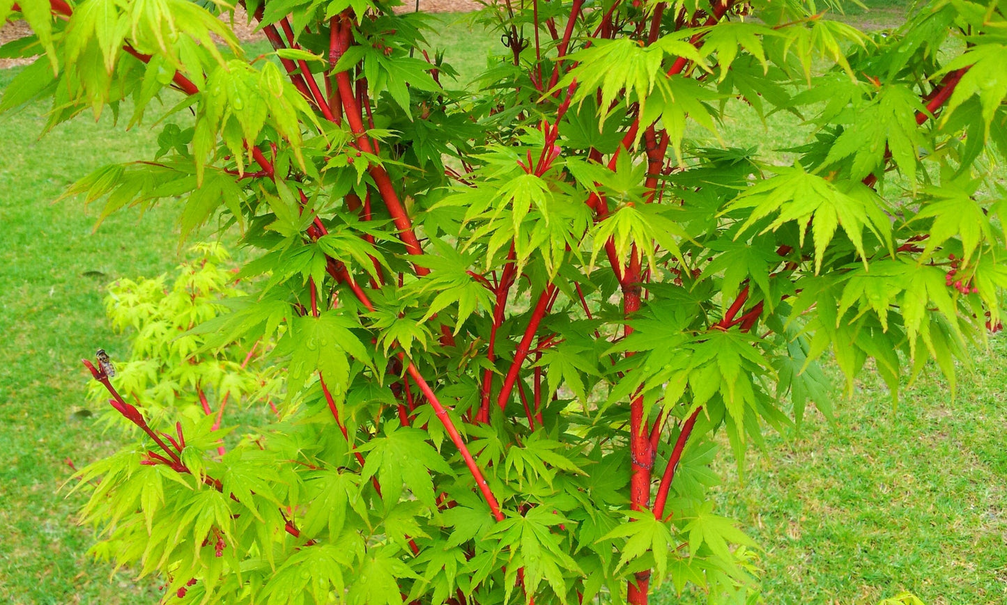 Acer' Coral Bark Specialty Japanese Maple Tree