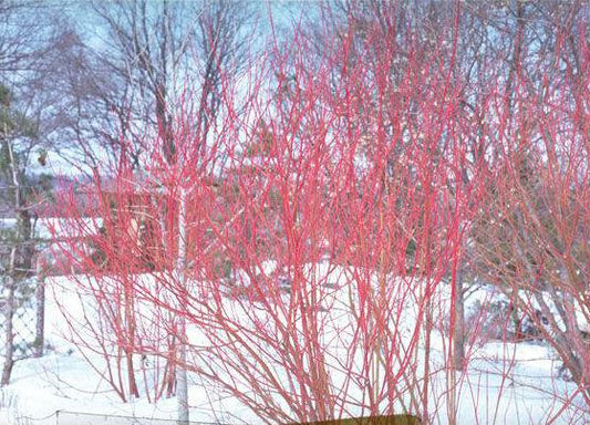 Cornus' Red Osier Dogwood