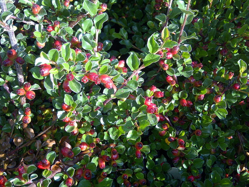 Cotoneaster' Cranberry Cotoneaster