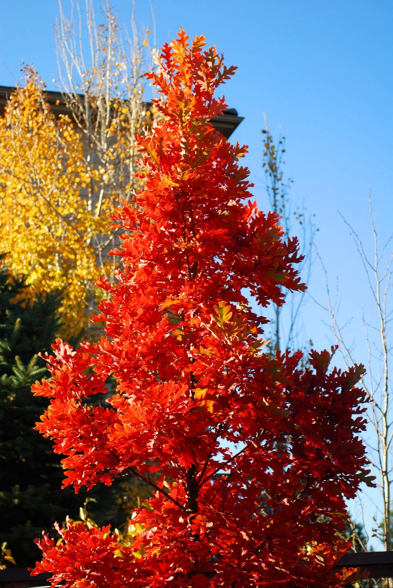 Quercus' Crimson Spire Columnar Oak Tree