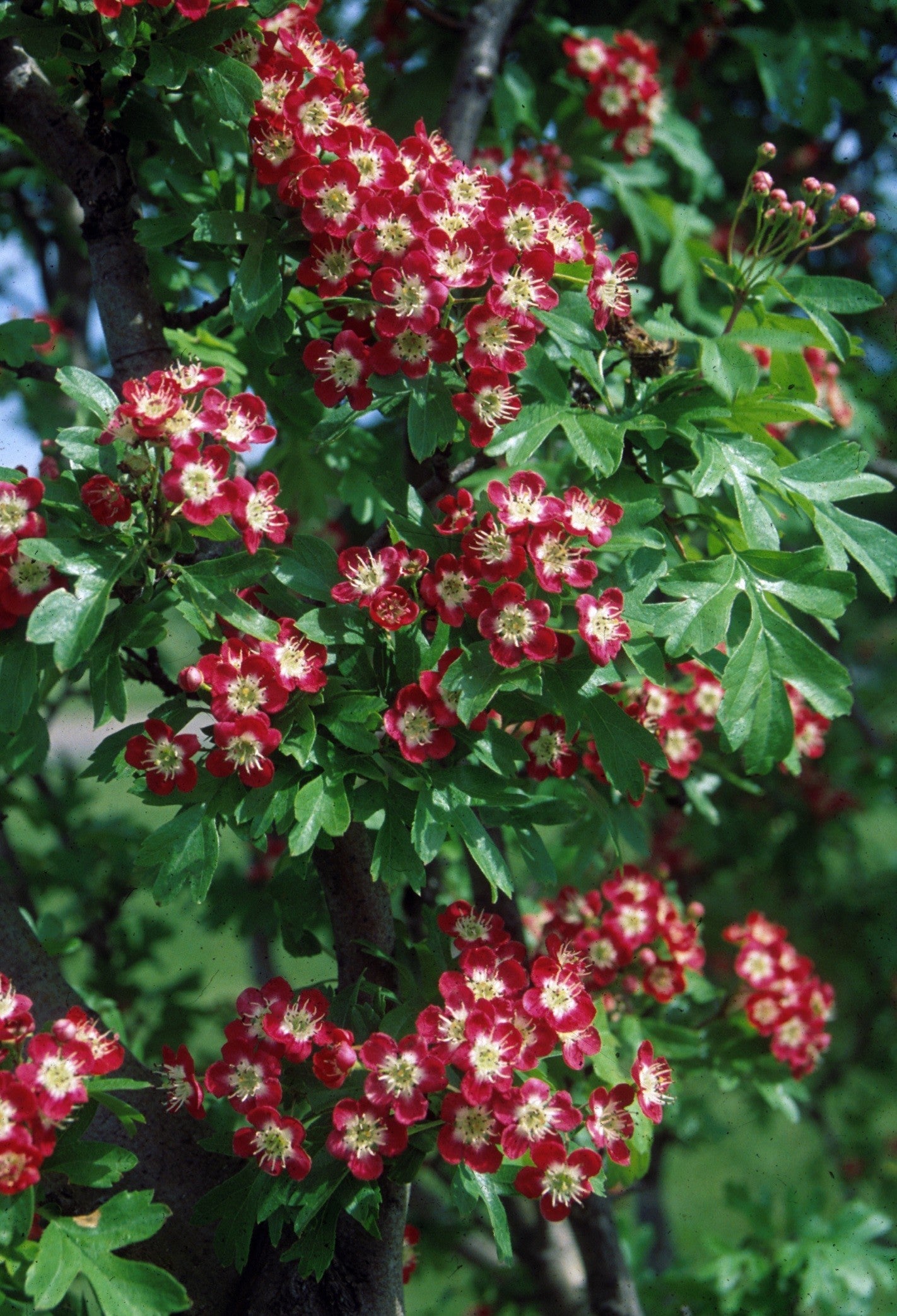 Crataegus' Crimson Cloud Hawthorn Tree