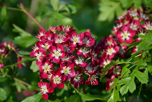 Crataegus' Crimson Cloud Hawthorn Tree