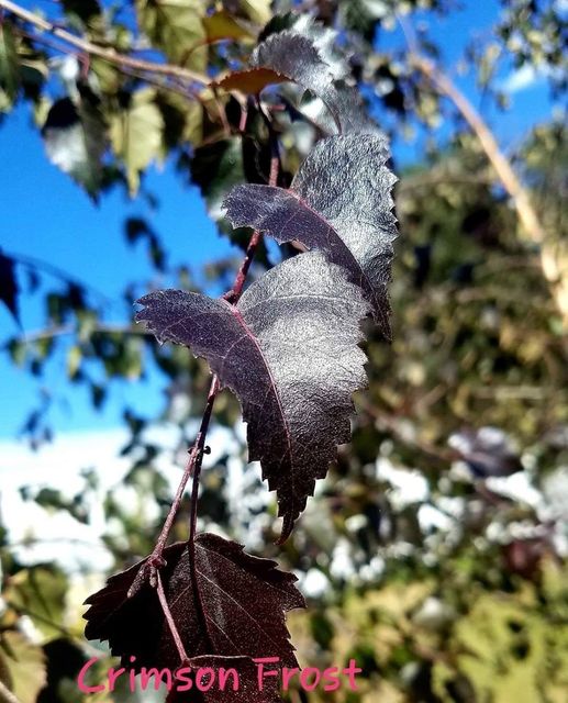 Betula' Crimson Frost Birch Tree