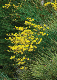 Cytisus' Spanish Gold Broom