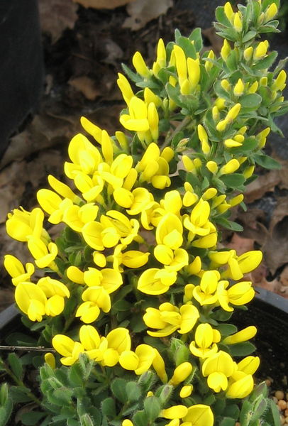 Cytisus' Yellow Broom