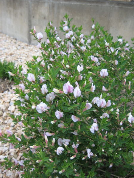 Cytisus' Purple Broom