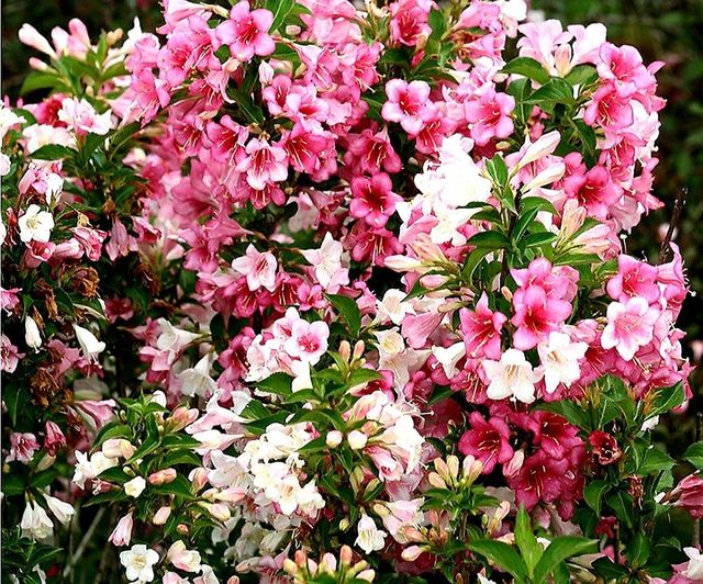 Weigela' Czechmark Trilogy Weigela