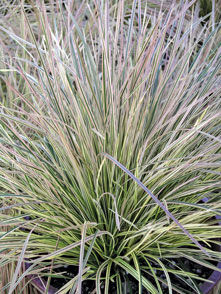 Deschampsia' Northern Lights Tufted Hair Grass