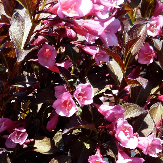 Weigela' Fine Wine Weigela