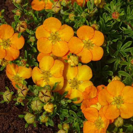 Potentilla' Bella Sol Potentilla