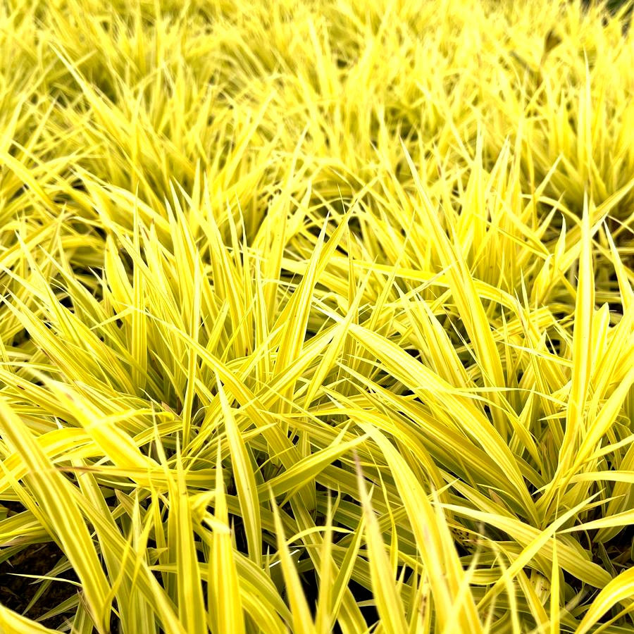 Hakonechloa' Lemon Zest™ Japanese Forest Grass