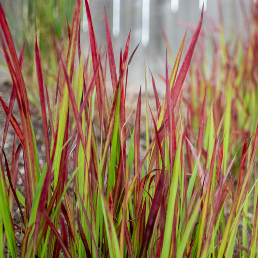 Panicum' Shenandoah Switch Grass