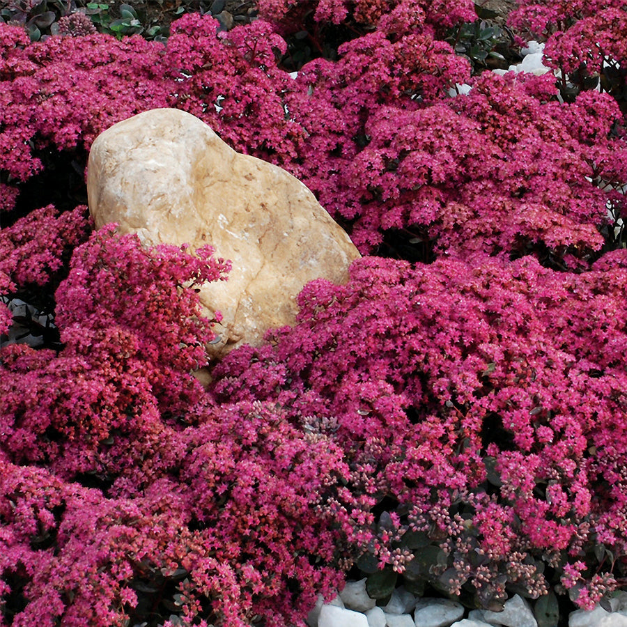 Sedum' Dazzleberry