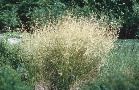 Deschampsia' Golden Pendant Tufted Hair Grass