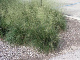 Deschampsia' Tuffed Hair Grass