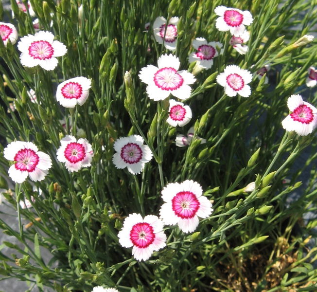 Dianthus' Arctic Fire