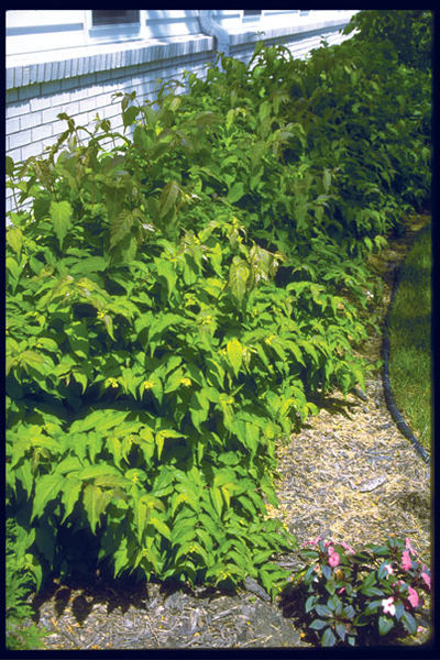 Diervilla' Dwarf Bush Honeysuckle