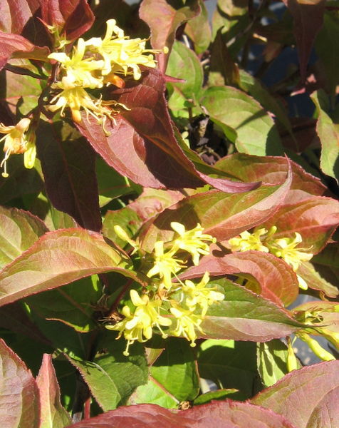 Diervilla' Copper Dwarf Bush Honeysuckle