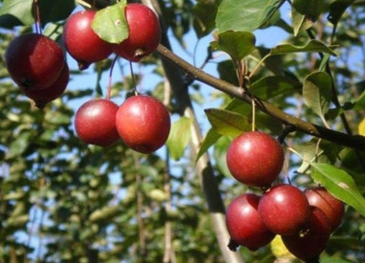 Malus' Dolgo Crabapple Tree