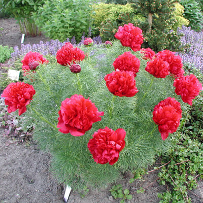 Paeonia' Double Fernleaf Peony