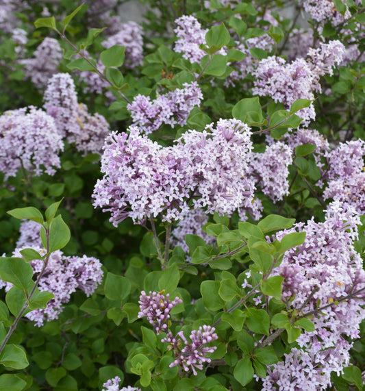 Syringa' Palibin Dwarf Lilac