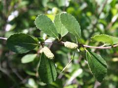 Betula' Dwarf Bog Birch