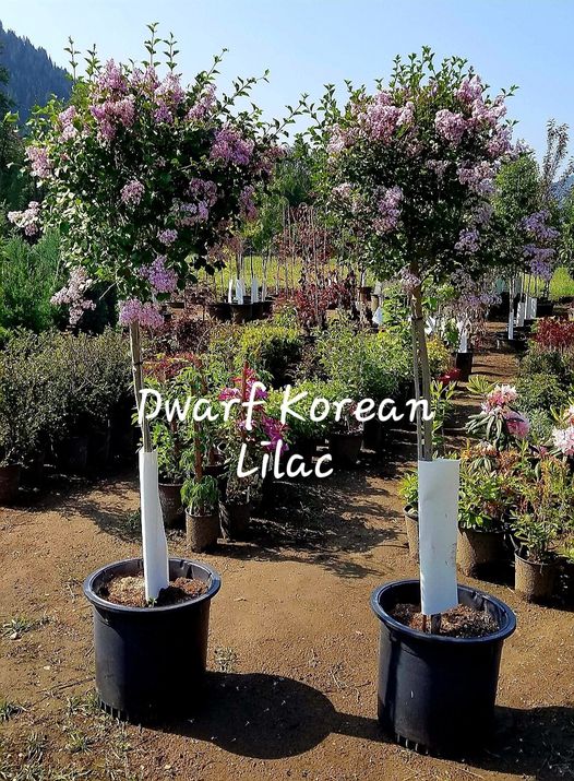 Syringa' Dwarf Korean Lilac Tree Form