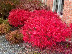 Euonymus' Dwarf Winged Burning