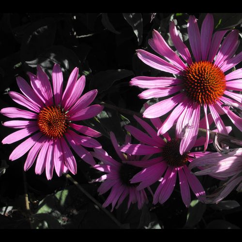 Echinacea' Magnus Purple Coneflower