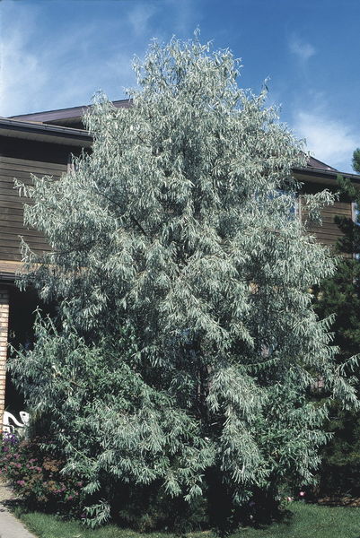 Elaeagnus' Russian Olive