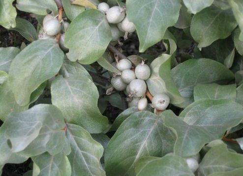 Elaegnus' Wolf Willow, Silverberry