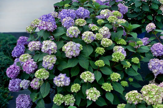 Hydrangea' Endless Summer® Bloomstruck®