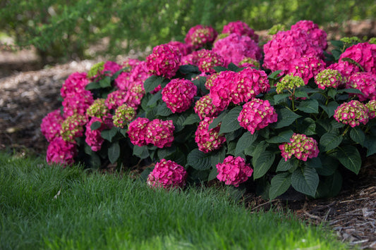 Hydrangea' Endless Summer® Summer Crush®