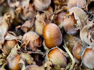 Corylus' Eta Filbert Hazelnut Tree