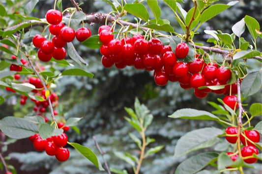 Prunus' Evans Sour Cherry Tree