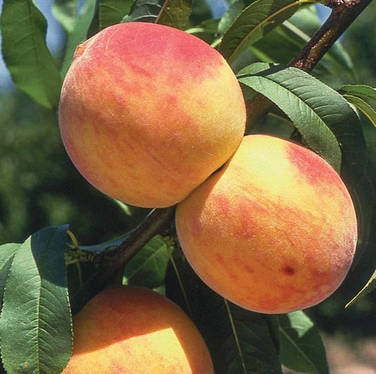 Prunus' Reliance Dwarf Peach Tree