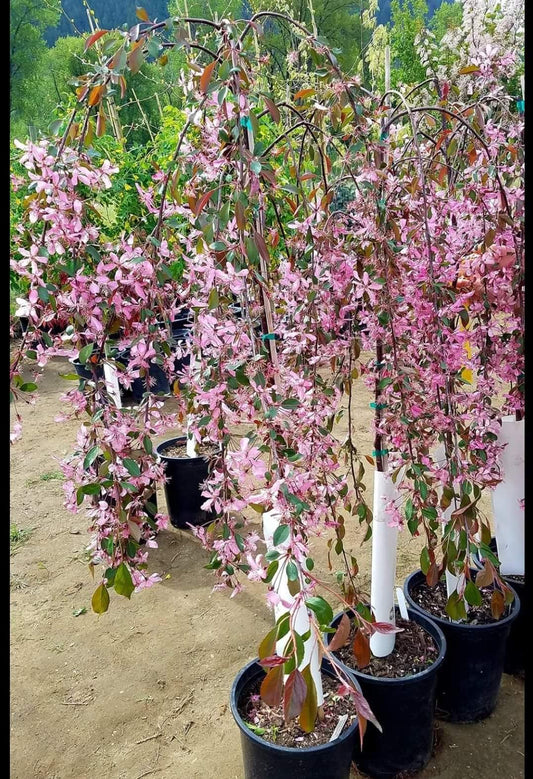 Malus' Rosy Glo Weeping Ornamental Crabapple Tree